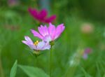 格桑花图片