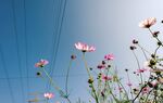  格桑花图片
