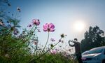 格桑花图片