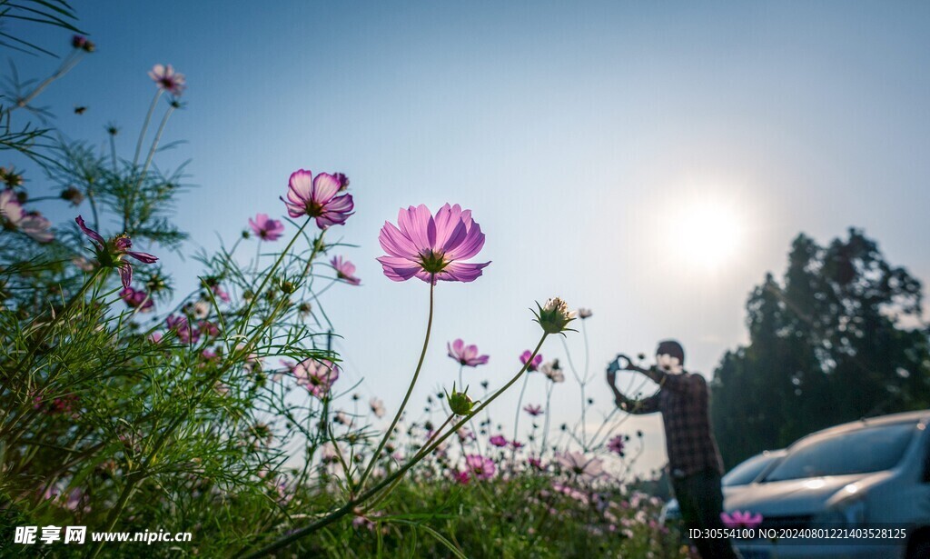 格桑花图片