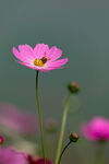 格桑花图片