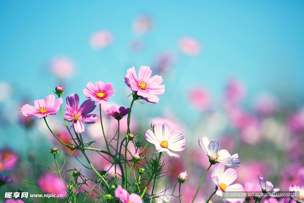  格桑花图片