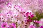  格桑花图片