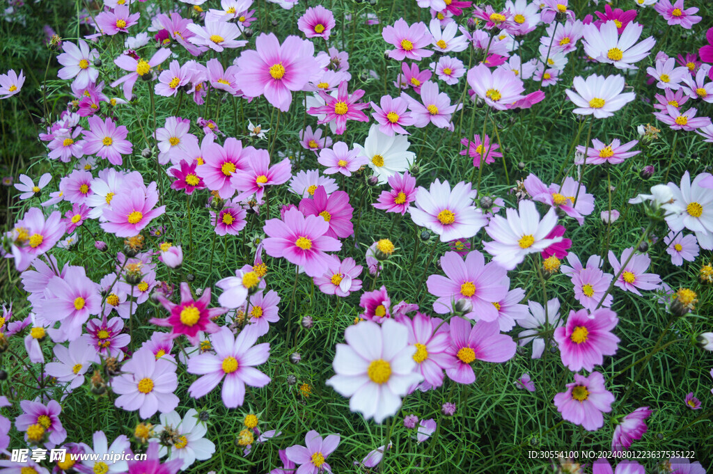 格桑花图片