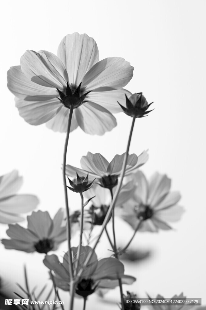 格桑花图片
