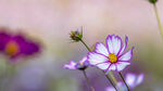 格桑花图片