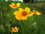 格桑花图片