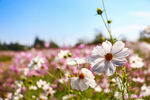  格桑花图片
