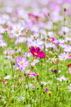 格桑花图片