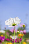 格桑花图片