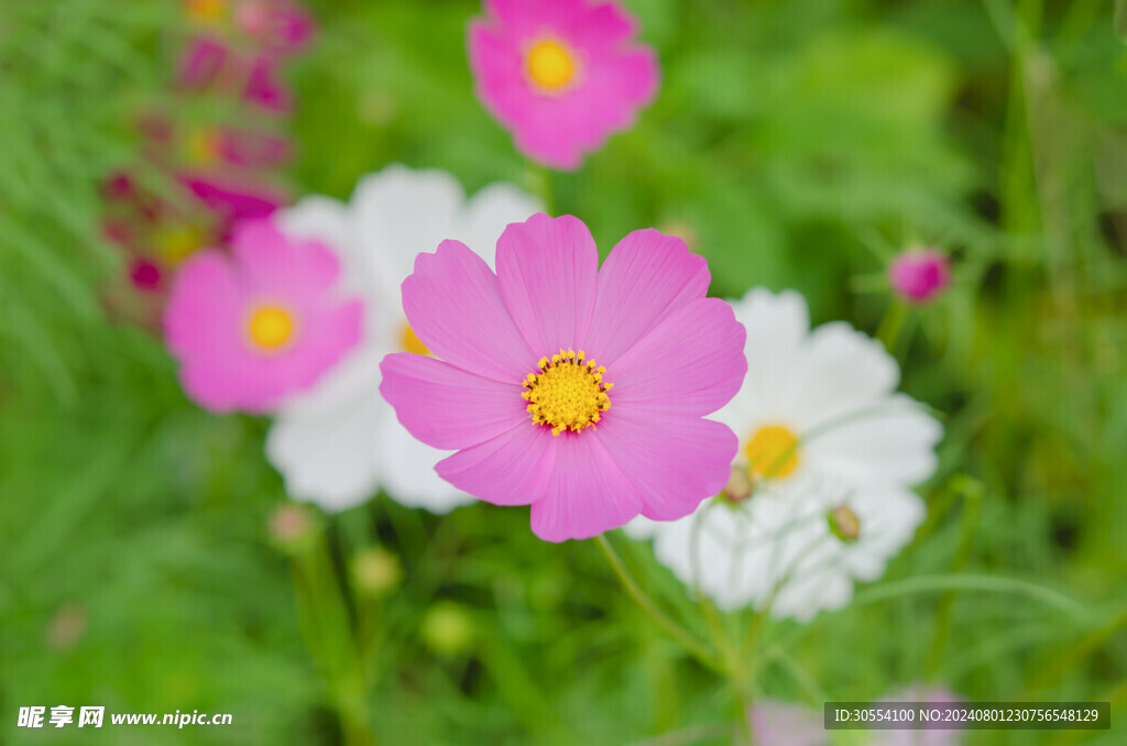 格桑花图片