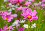 格桑花图片
