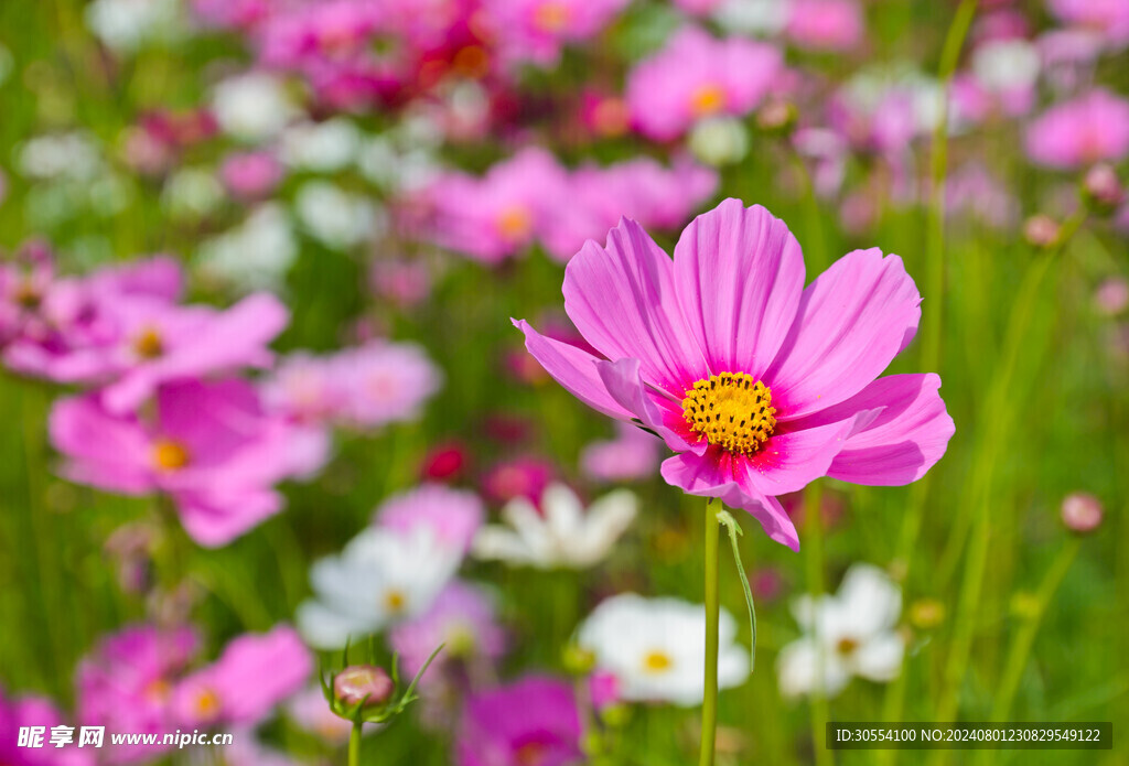 格桑花图片