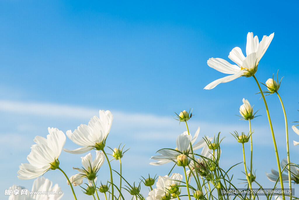 格桑花图片
