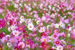 格桑花图片