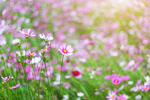格桑花图片 