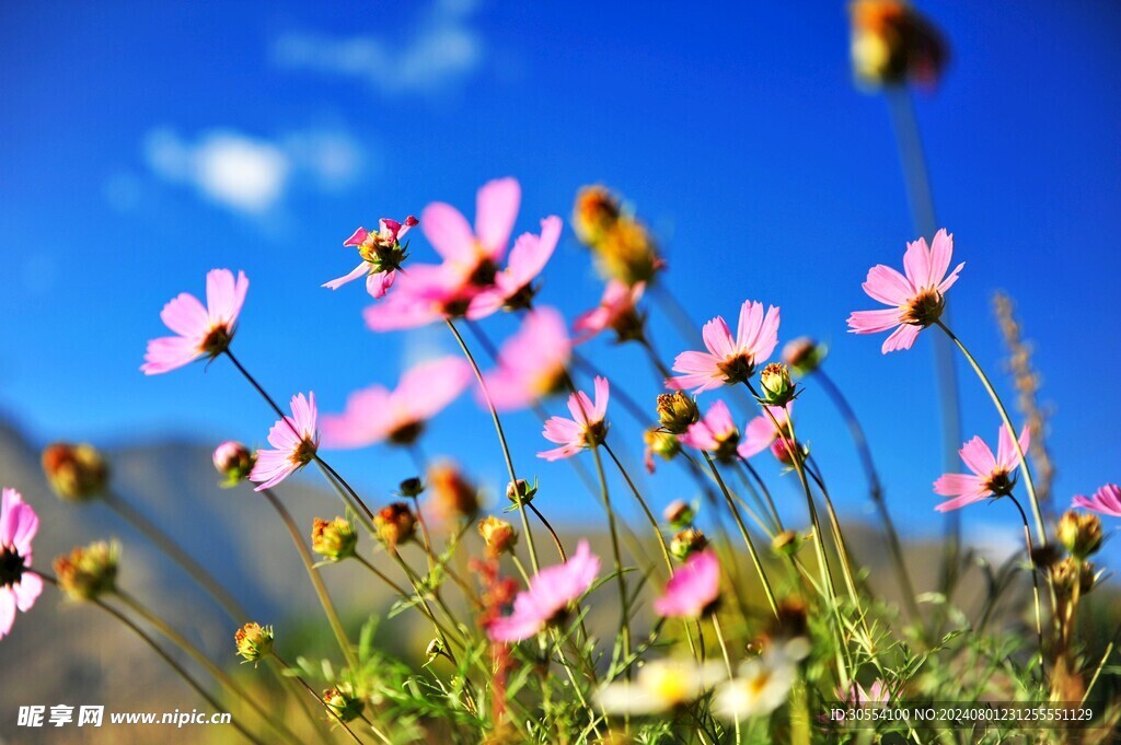  格桑花图片