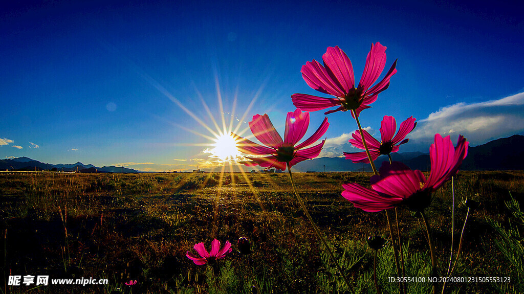 格桑花图片