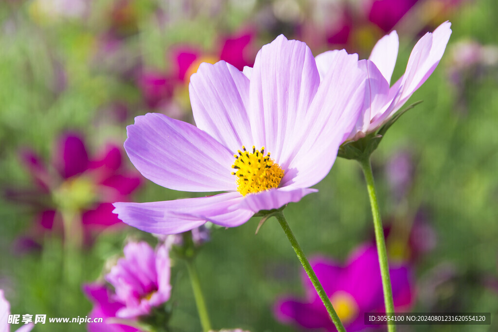 格桑花图片