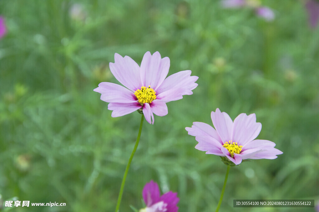 格桑花图片