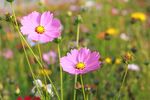 格桑花图片