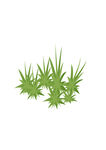 小草草地植物草坪盆栽草堆