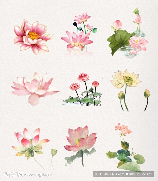 荷花