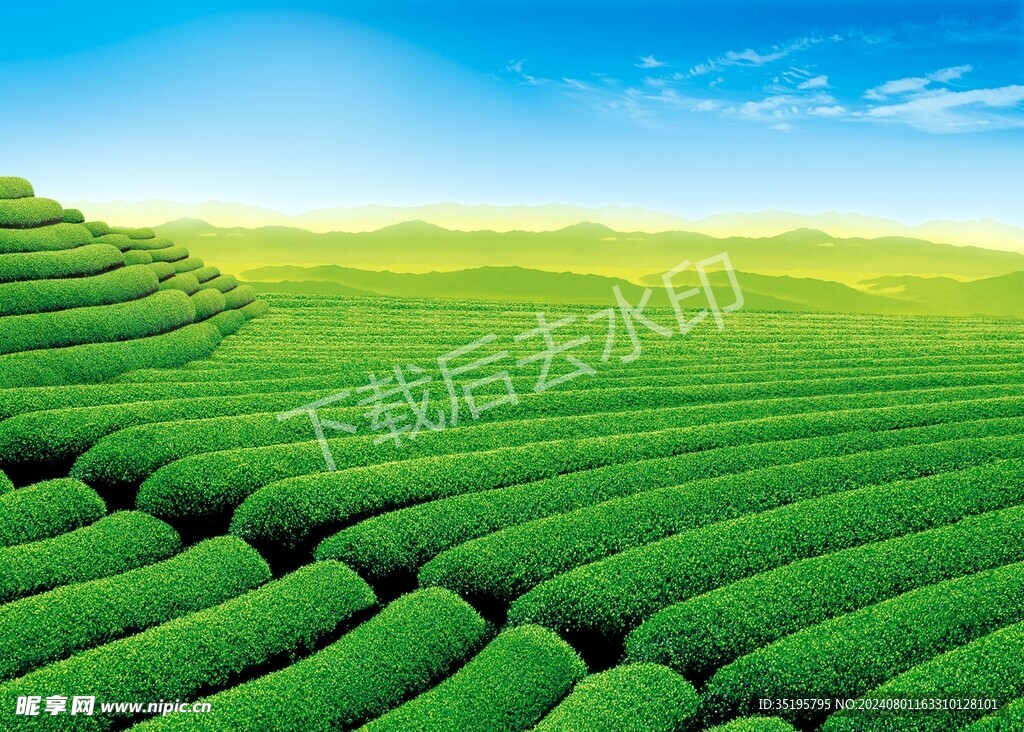 茶山