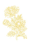 菊花矢量插画