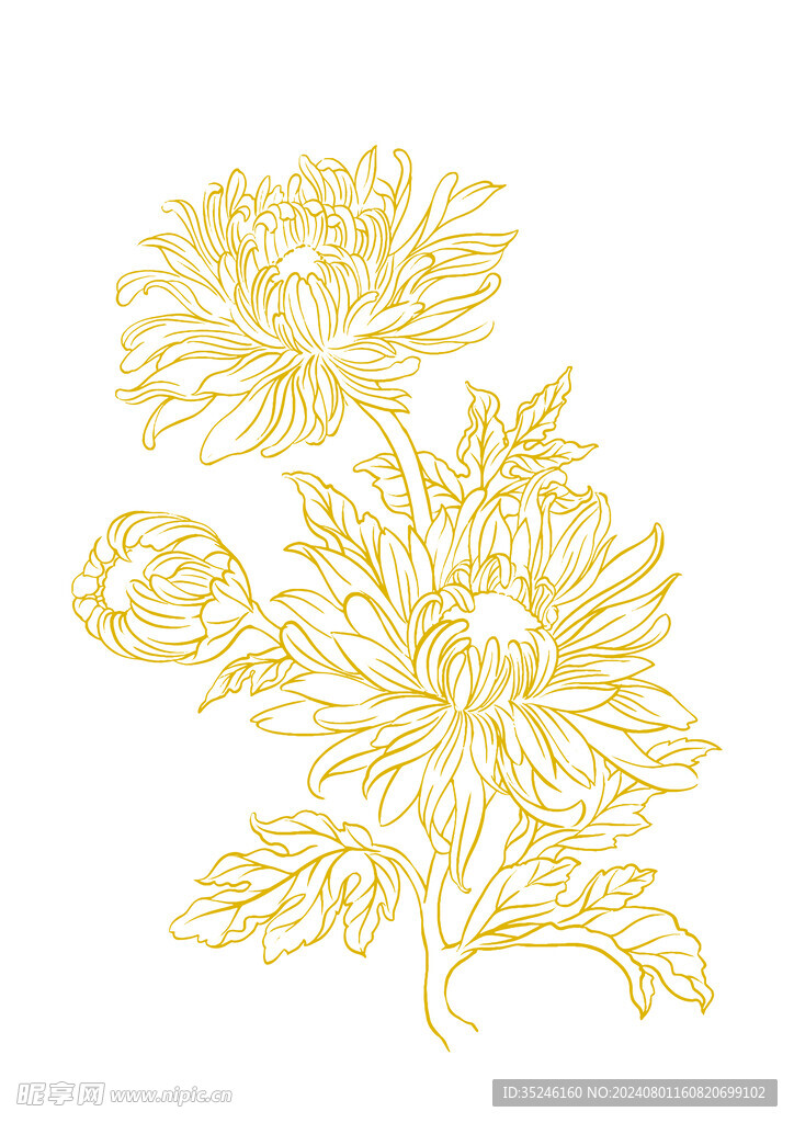 菊花矢量插画