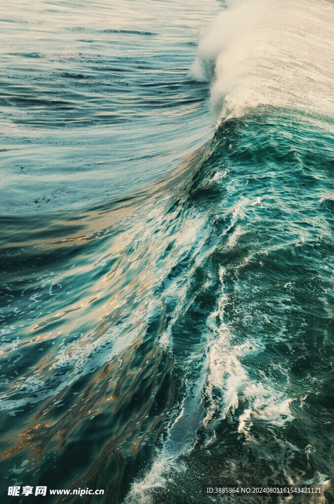 海浪花图片
