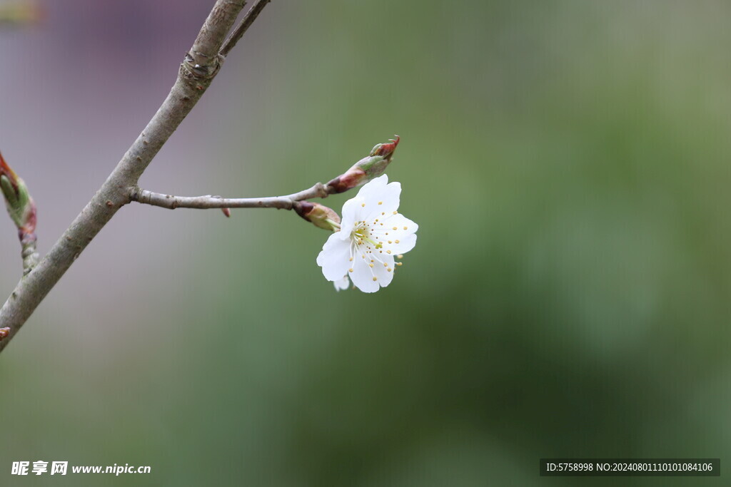 一朵樱花