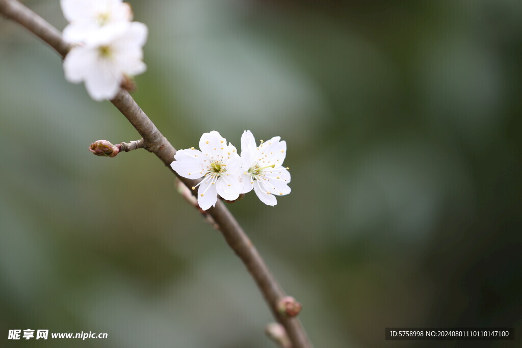 樱花