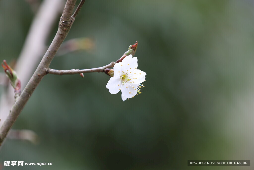 一朵樱花