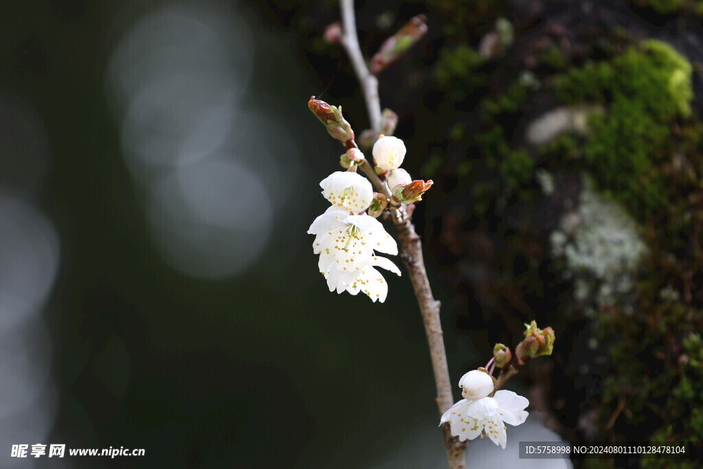 白色樱花花苞