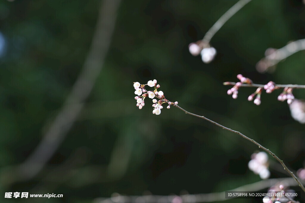 粉色樱花朵朵开