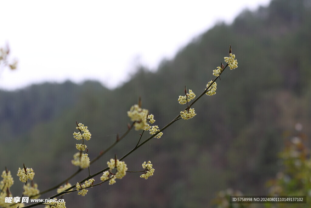 山胡椒