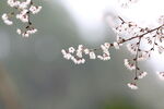 樱花秀丽