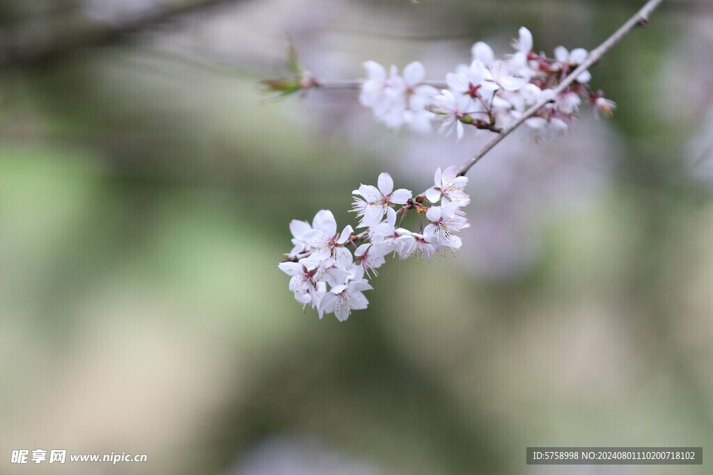 粉色樱花盛开