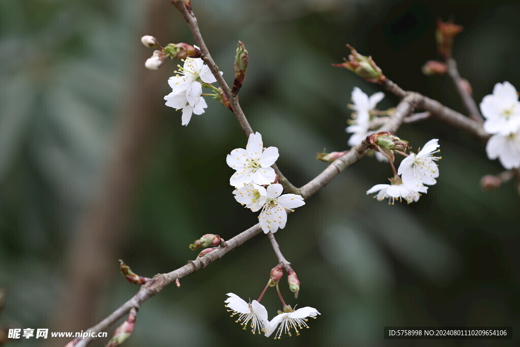 樱花花枝