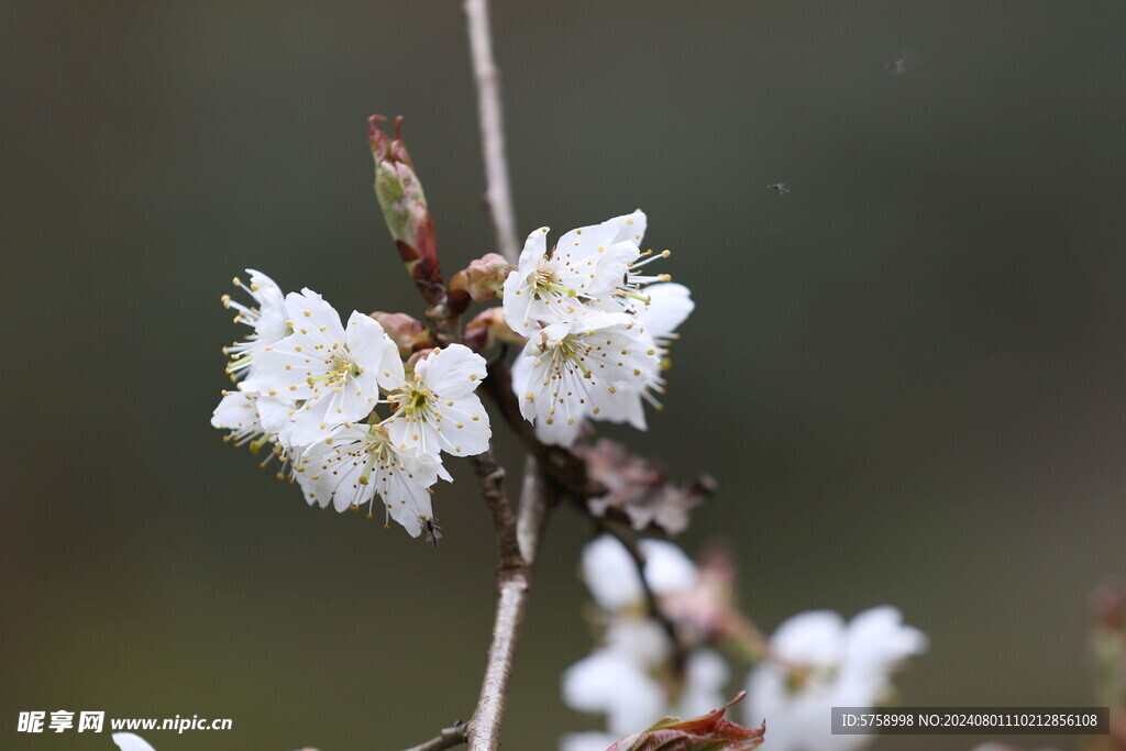 白色樱花特写