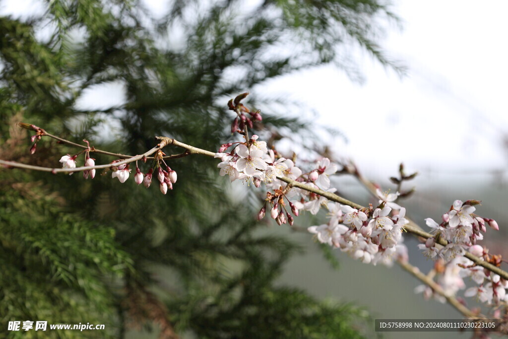 粉色樱花