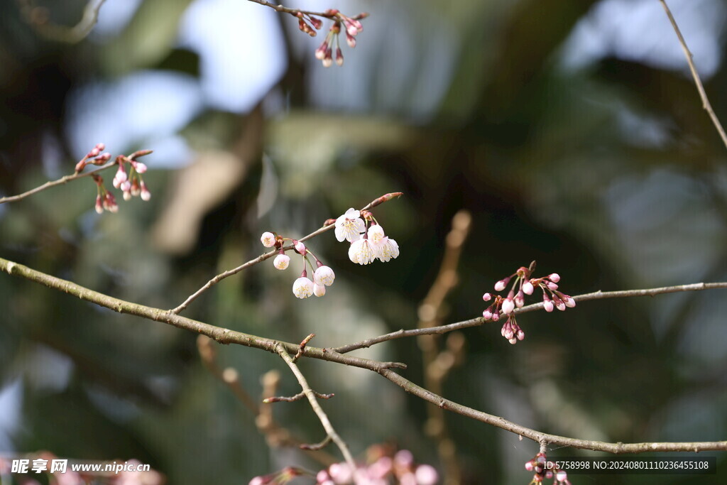 樱花初开