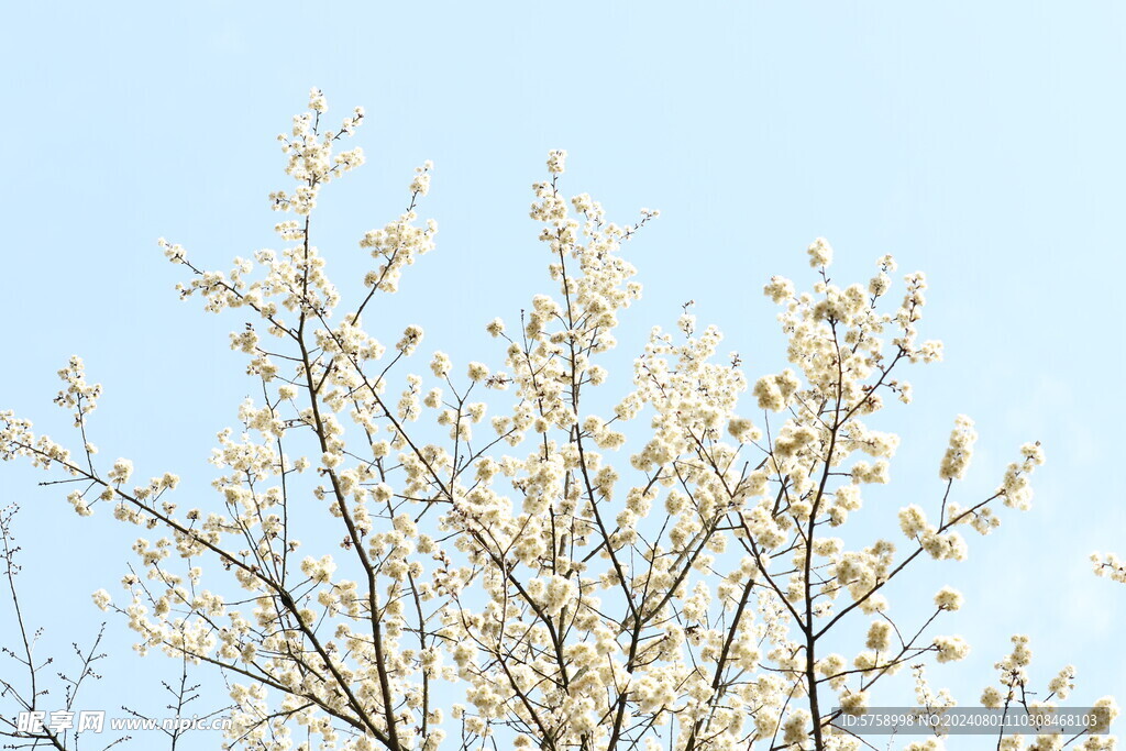 蓝天樱花盛开