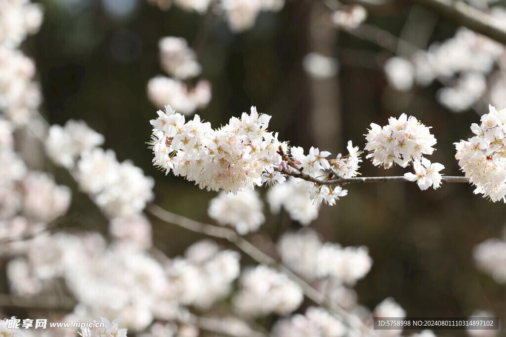 春暖花开樱花盛开