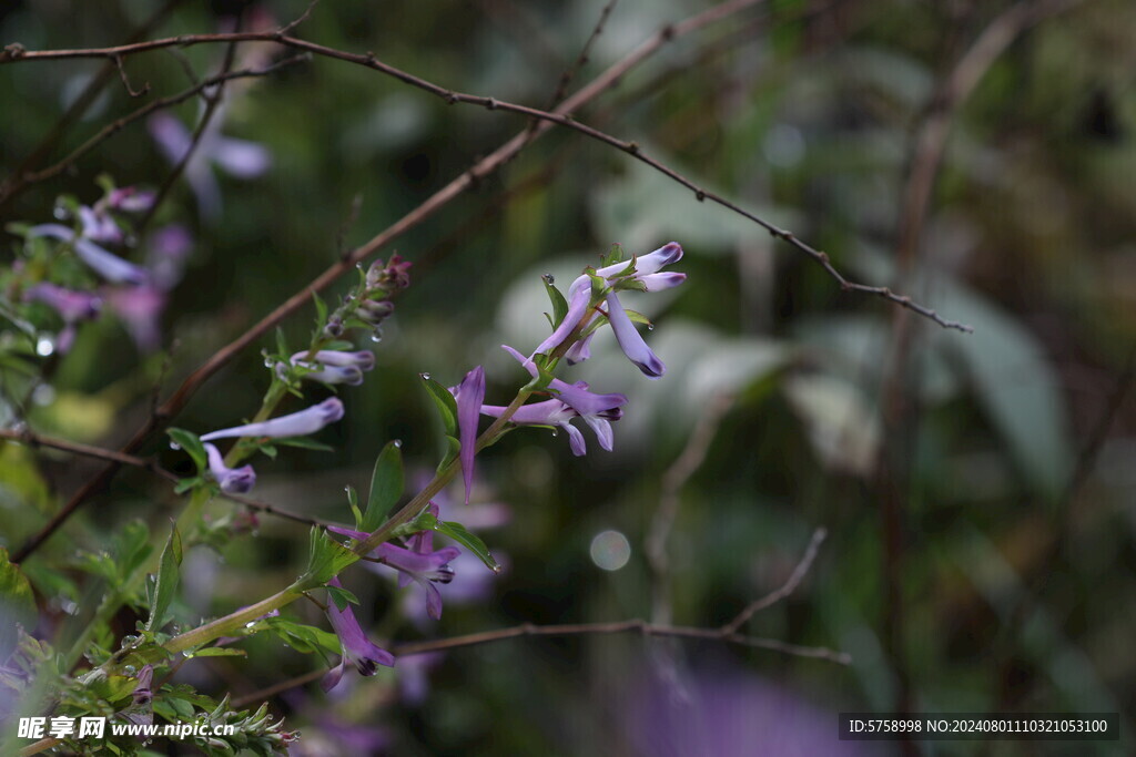 紫花鱼灯草