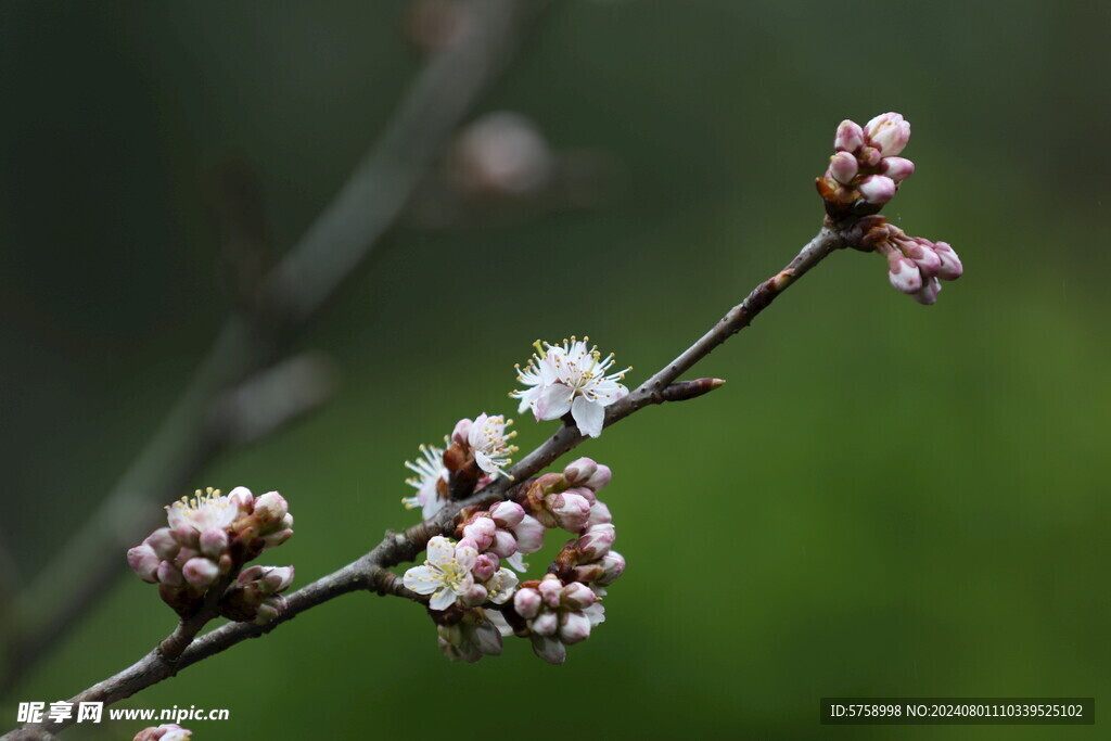 粉红色樱花花蕾