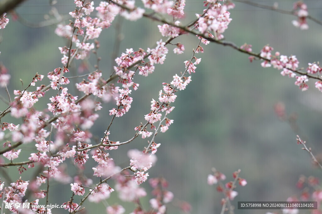 春暖花开