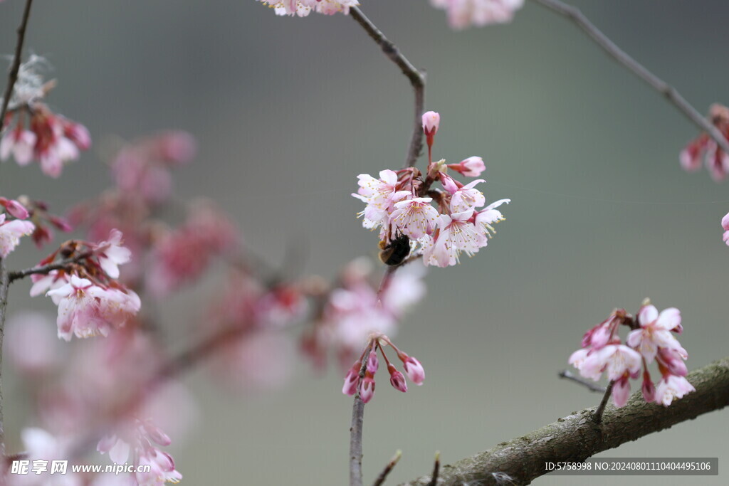 粉色樱花与蜜蜂