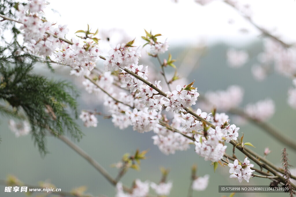 粉色樱花